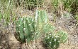 Anteprima di Echinopsis candicans