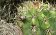 Preview photo Echinopsis candicans