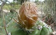 Preview photo Echinopsis candicans