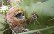 Anteprima di Echinopsis candicans