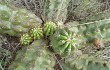 Anteprima di Echinopsis candicans