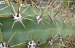 Preview photo Echinopsis candicans