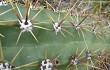 Anteprima di Echinopsis candicans