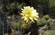 Anteprima di Echinopsis candicans