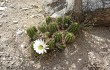 Anteprima di Echinopsis candicans