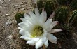 Anteprima di Echinopsis candicans