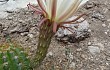 Anteprima di Echinopsis candicans