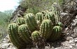 Preview photo Echinopsis candicans