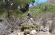 Preview photo Echinopsis candicans