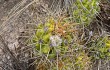 Anteprima di Echinopsis candicans