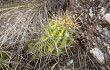 Anteprima di Echinopsis candicans