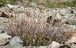 Preview photo Echinopsis ferox