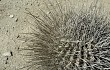 Preview photo Echinopsis ferox