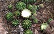 Preview photo Echinopsis oxygona