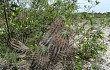 Anteprima di Echinopsis oxygona