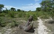 Anteprima di Echinopsis oxygona