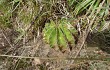 Anteprima di Echinopsis oxygona