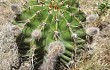 Preview photo Echinopsis oxygona