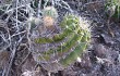 Preview photo Echinopsis oxygona