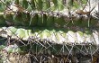 Anteprima di Echinopsis oxygona