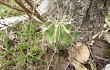 Anteprima di Echinopsis oxygona