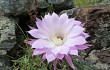 Preview photo Echinopsis oxygona