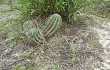 Anteprima di Echinopsis oxygona