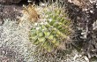 Anteprima di Echinopsis spiniflora