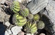 Anteprima di Echinopsis spiniflora