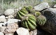 Anteprima di Echinopsis spiniflora