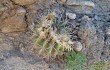 Vista previa de Echinopsis spiniflora