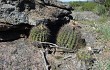 Vista previa de Echinopsis spiniflora