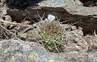 Vista previa de Echinopsis spiniflora