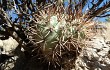 Anteprima di Echinopsis thionantha