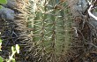 Anteprima di Echinopsis thionantha