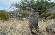 Anteprima di Echinopsis thionantha