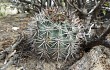 Anteprima di Echinopsis thionantha