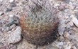 Anteprima di Echinopsis thionantha