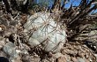 Anteprima di Echinopsis thionantha