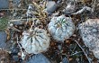 Anteprima di Echinopsis thionantha