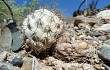 Anteprima di Echinopsis thionantha