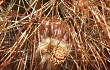 Anteprima di Echinopsis korethroides
