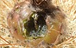 Preview photo Echinopsis korethroides