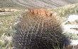 Preview photo Echinopsis korethroides