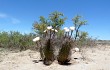 Preview photo Echinopsis leucantha