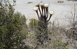 Preview photo Echinopsis leucantha