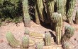 Anteprima di Echinopsis tacaquirensis