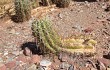 Anteprima di Echinopsis tacaquirensis