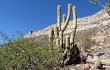 Anteprima di Echinopsis tacaquirensis