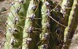 Anteprima di Echinopsis tacaquirensis